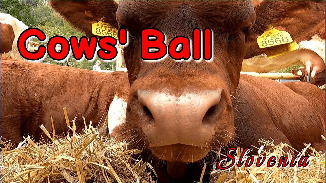Cows' Ball (Kravji Bal) in Slovenia