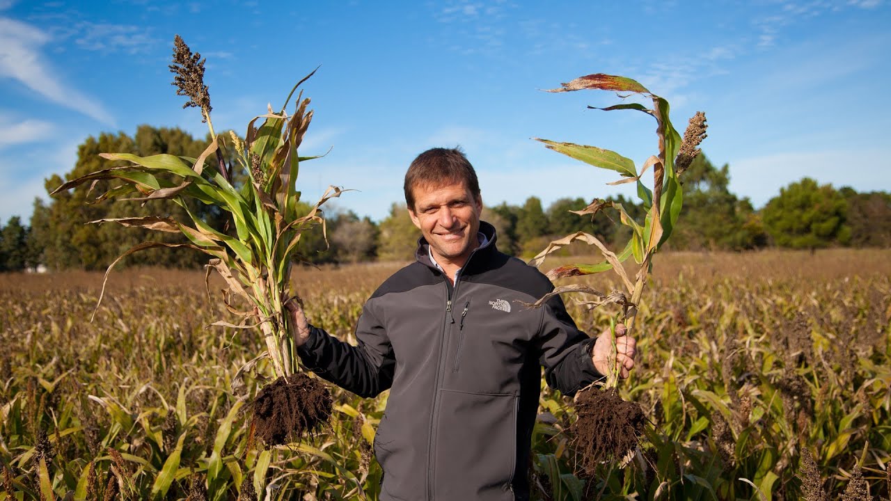 Veganic White Sorghum in Postcard-Perfect Fields
