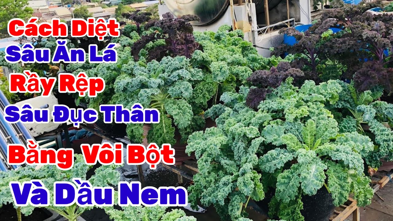 Cách Diệt Sâu Ăn Lá,Rầy Rệp,Sâu Đục Thân,Sâu Ăn Ngọn