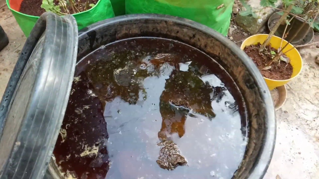 Humic Acid Liquid with CowDung Cakes #Humicacid #cowdung #prabhaorganicgarden