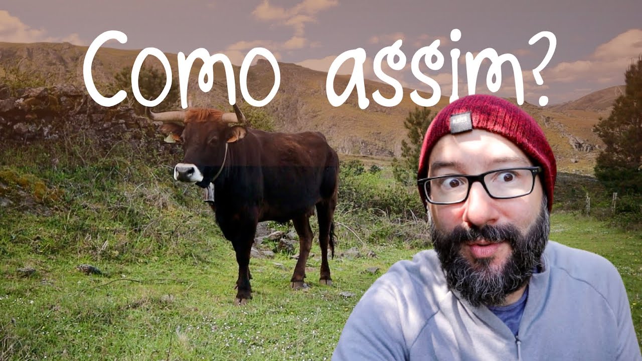 Descobrimos as vacas adestradas de Portugal  | Fora da Rota N. 42