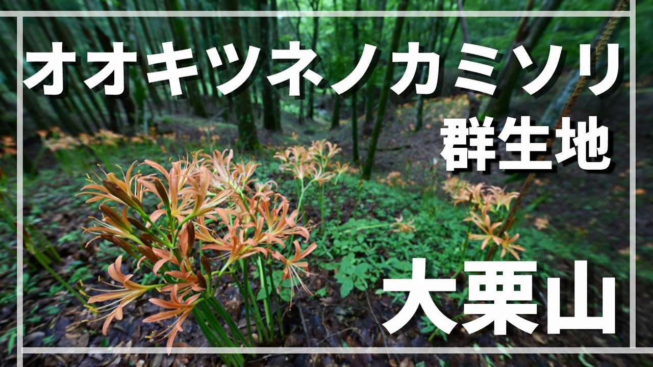 オオキツネノカミソリ　大栗山　ケヤキの森に咲く妖艶の花の群生　2025　　　見頃が始まりました　NIkon Z6Ⅲ