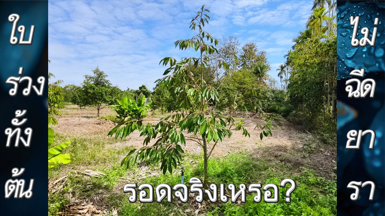 ใบร่วงทั้งต้น ไม่ฉีดยารา รอดจริงเหรอ❓