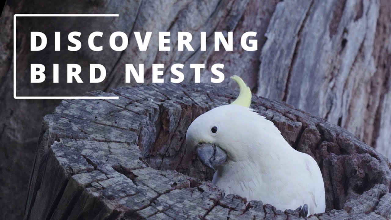 Different types of bird nests in the wild