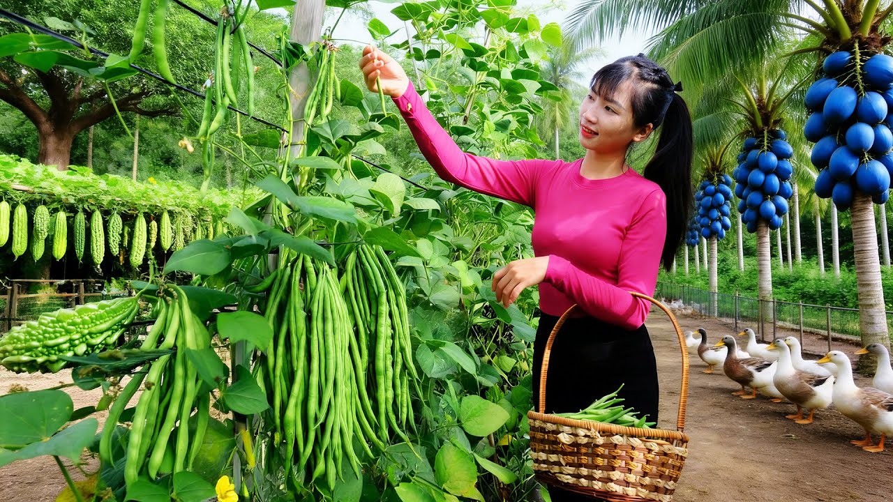 Harvest, Sell, And Cook: Yardlong Beans, Bitter Melon, Duck, Tamarind, And Blue Coconut - Farm Life