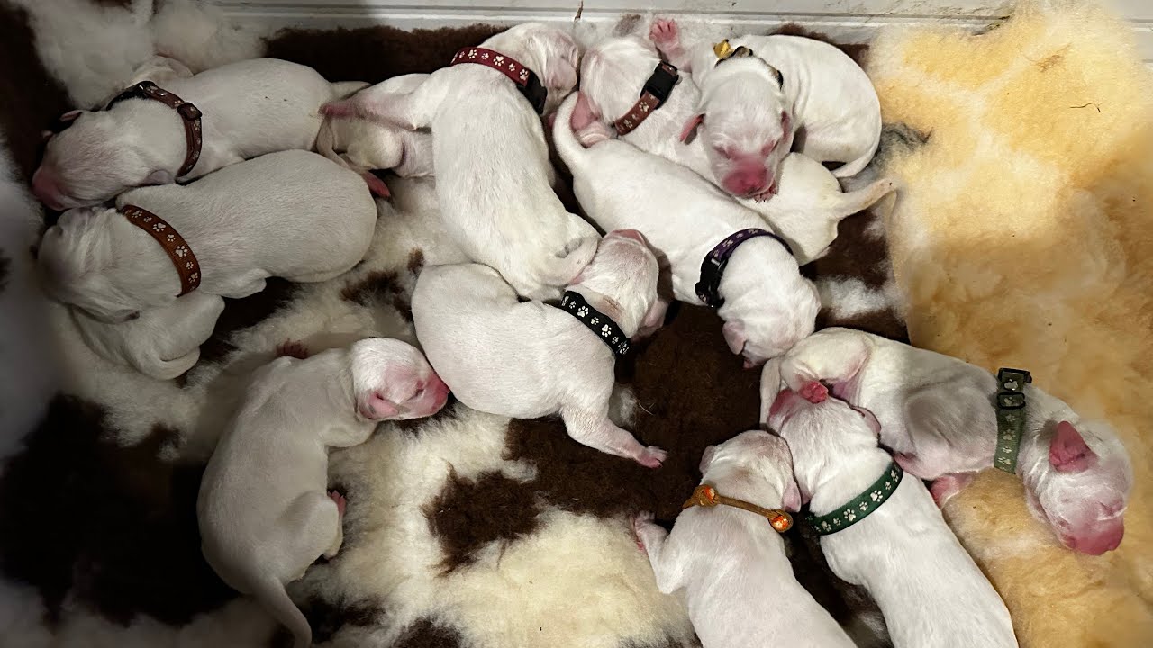 Ravens puppies day one