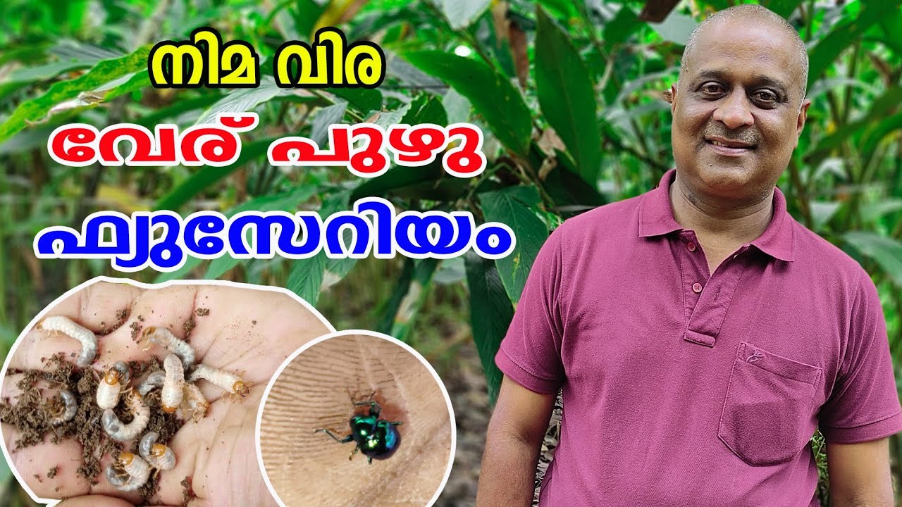 ഏല൦ കൃഷിയിൽ വേര് പുഴു | ഫ്യുസേറിയ൦ | നിമ വിര നിയന്ത്രിക്കാ൦ | Njaanoru Malayali