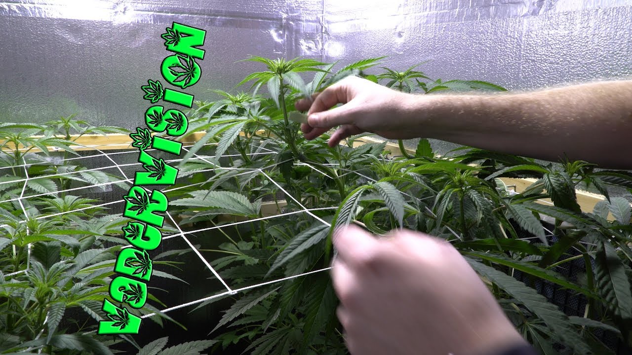 2018 Cali Legal Grow * Day 100 *  Daily Training