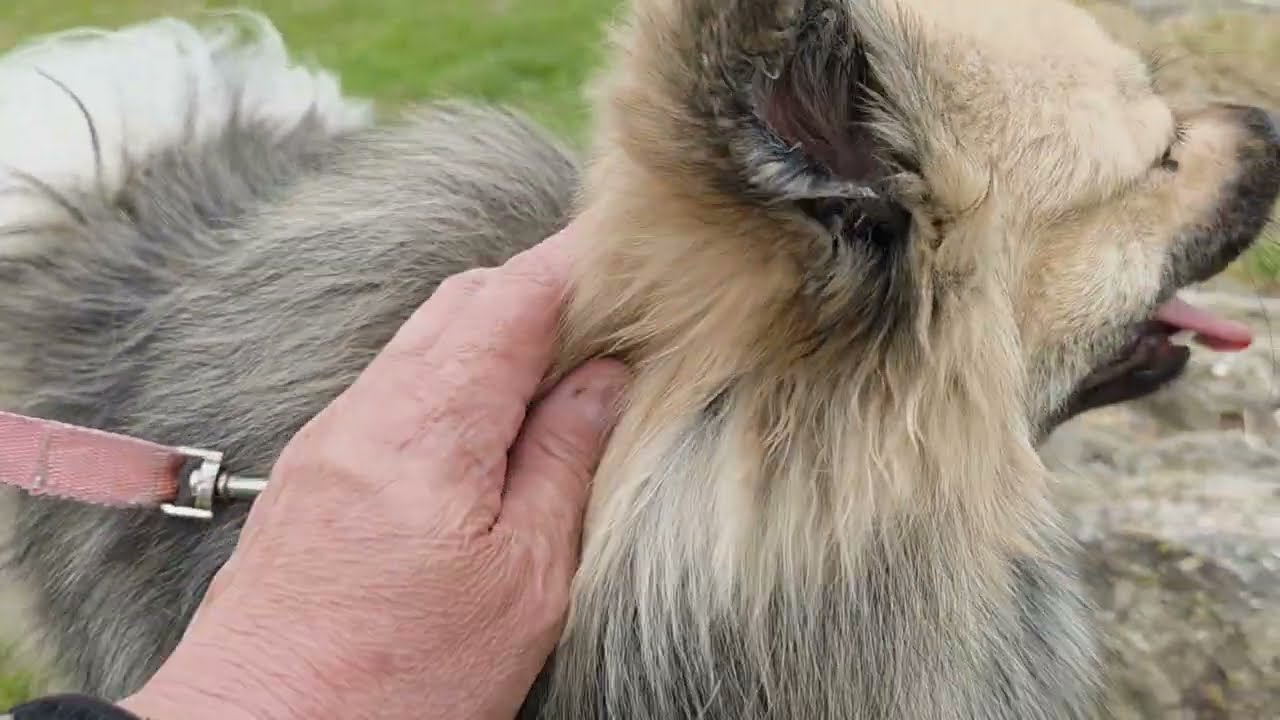 Saksan pystykorva Topi kyl&auml;ss&auml;.🐕🦮🐕&zwj;🦺