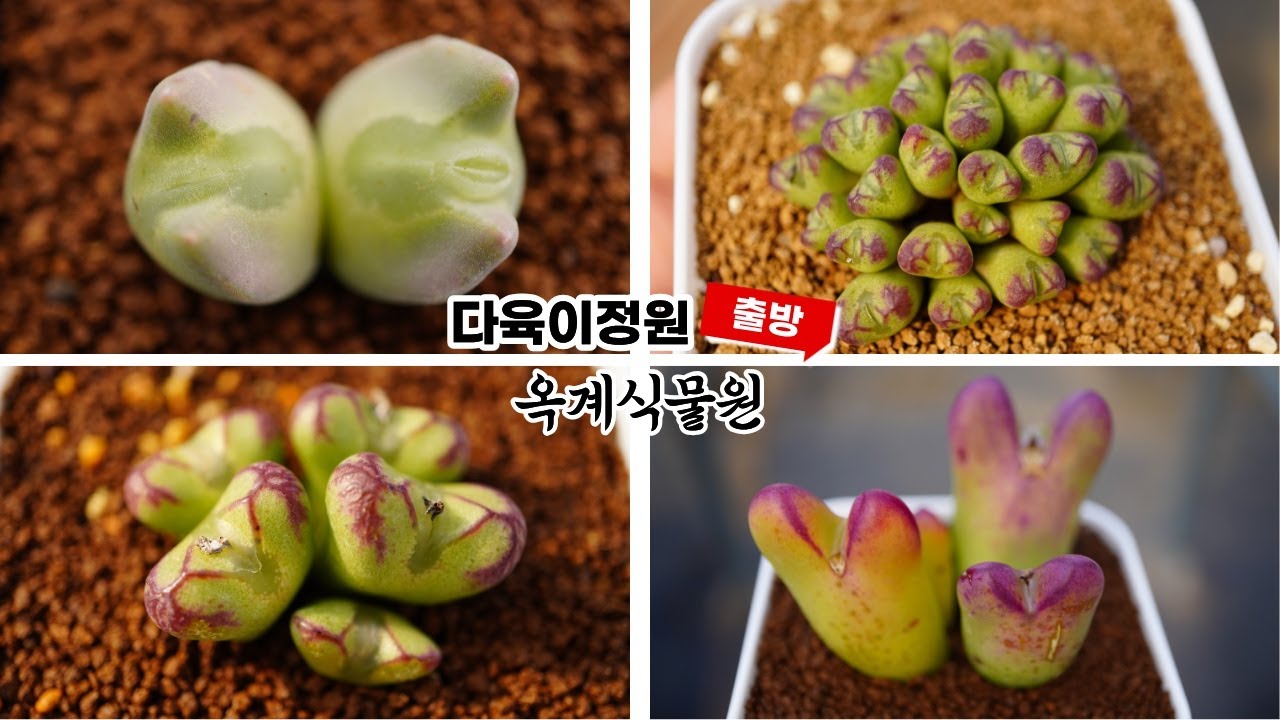 코노전문 다육이정원 #옥계식물원#출장방송