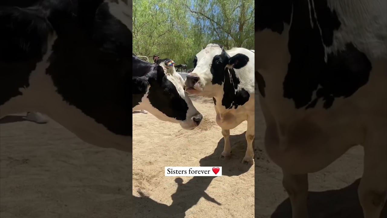 Cow Sisters Reunited (emotional)