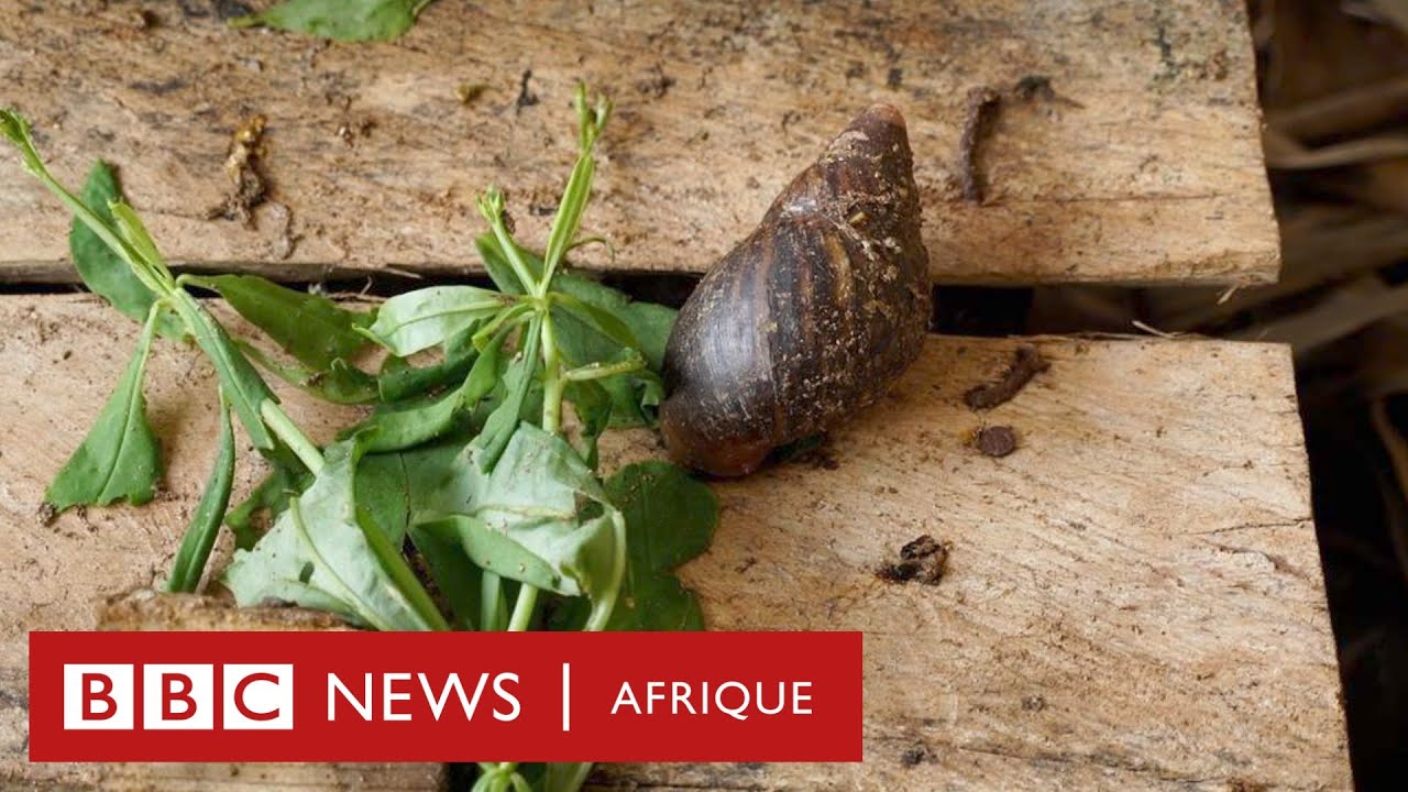 Les escargots, un mets très prisé au Bénin et un marché lucratif pour certains jeunes.
