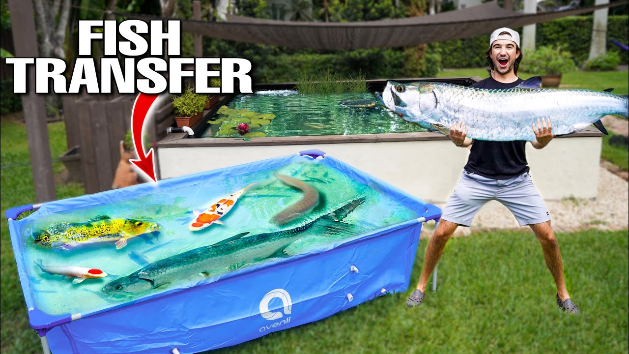 Saving Fish LIVING in ABANDONED Backyard Pond! *dangerous transfer*
