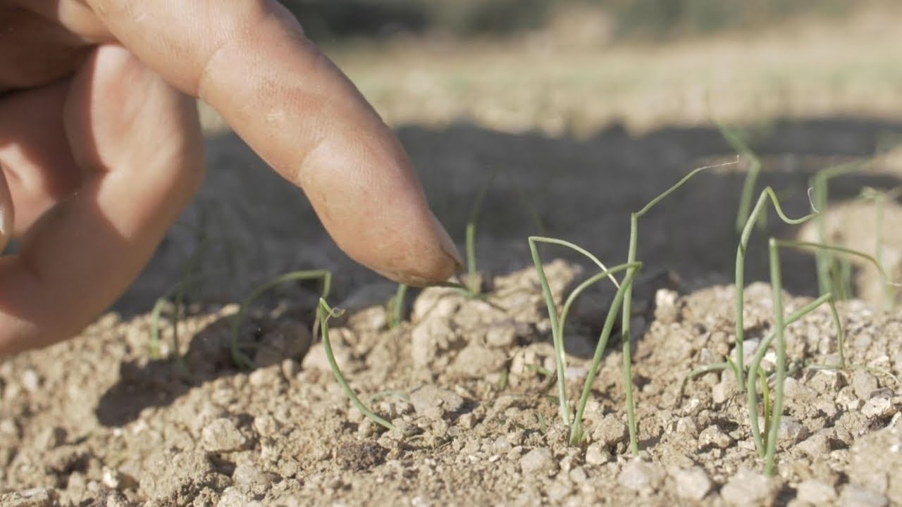 Oignons doux des C&eacute;vennes : m&eacute;thodes pour du Z&eacute;ro R&eacute;sidu de Pesticides