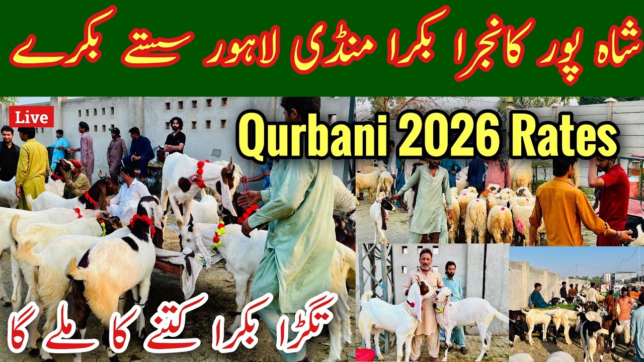 Lahore Bakra Mandi Latest Video, Cow Mandi Update, Bakra Mandi, Bakra Mandi 2026 Vlog, Mr Phirtu