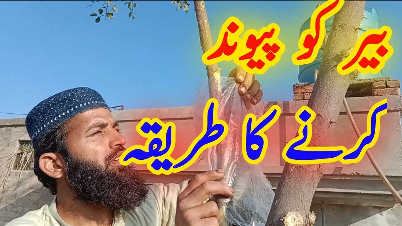 Berry ki grafting l Beer ki pewand kari l shahbaz lashari