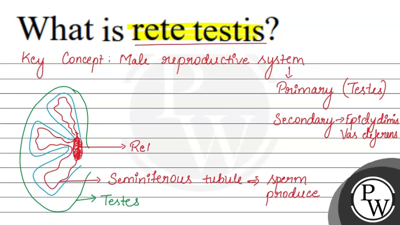 What is rete testis?