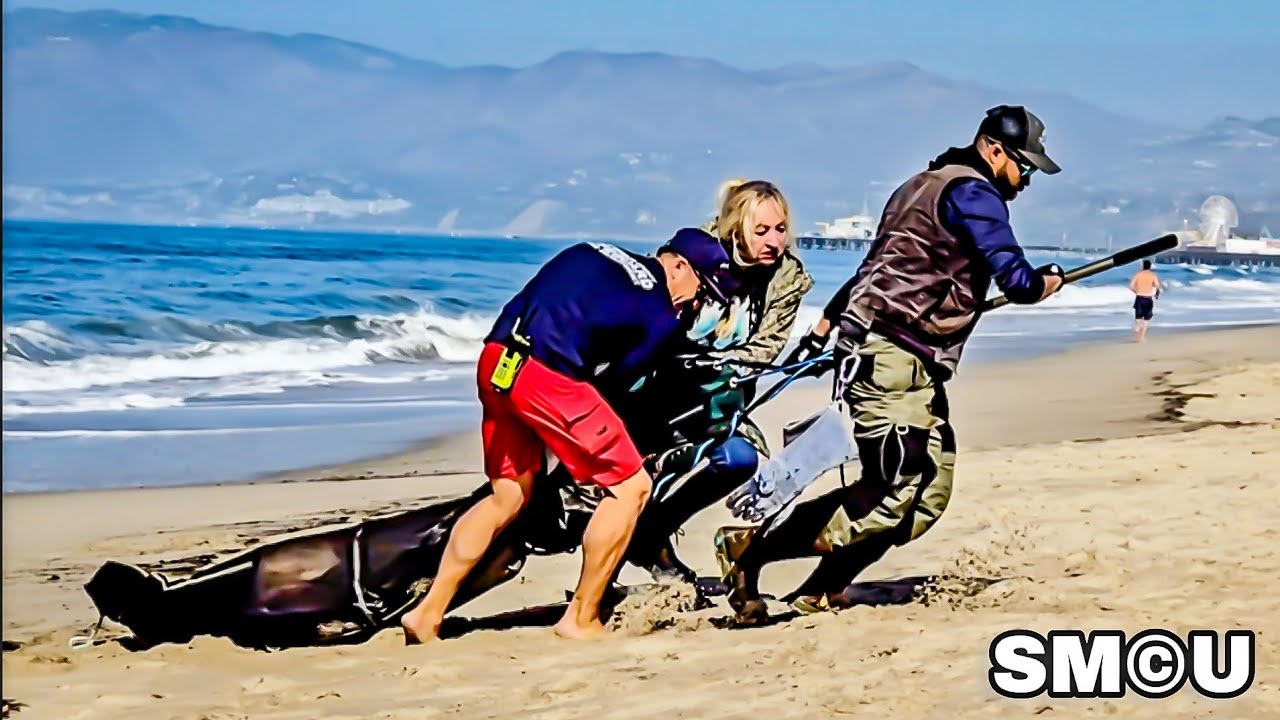 𝗦𝗘𝗔 𝗟𝗜𝗢𝗡 𝗥𝗘𝗦𝗖𝗨𝗘: Domoic Acid Crisis in Los Angeles County |  How You Can Help
