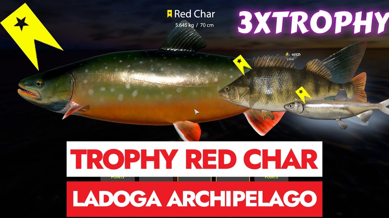 RUSSIAN FISHING 4 - RF4 - TROPHY RED CHAR - LADOGA ARCHIPELAGO - 3 TROPHIES IN ONE SESSION