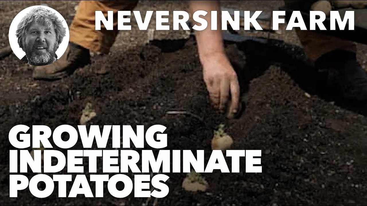 Gardening Basics - Growing Indeterminate Potatoes