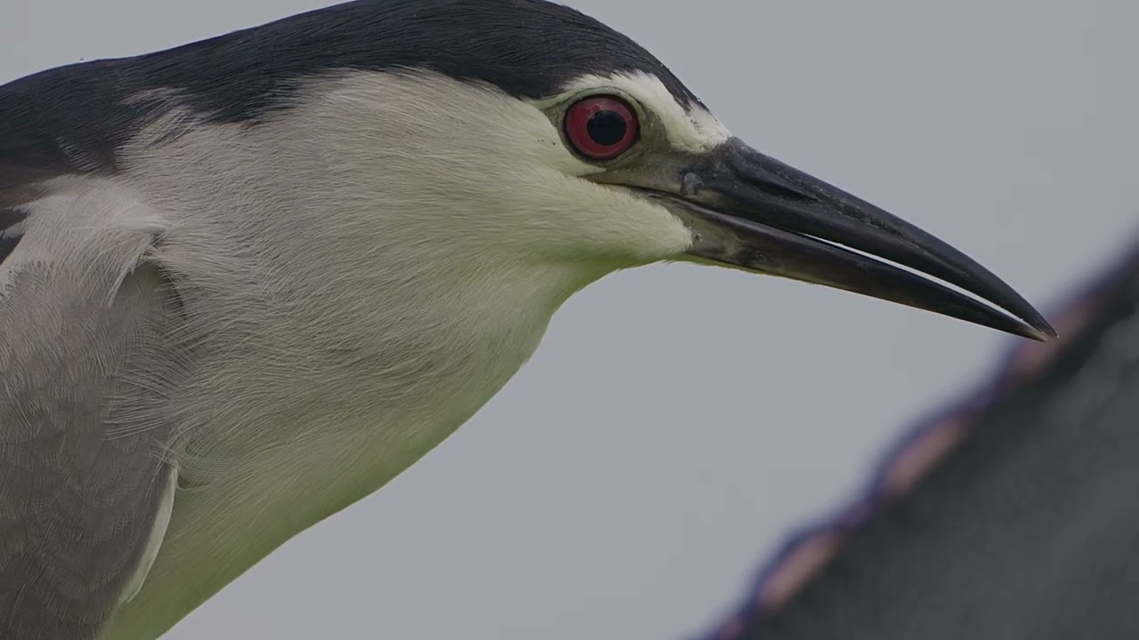 Juvenile Black Crowned Night Heron hunting and catching