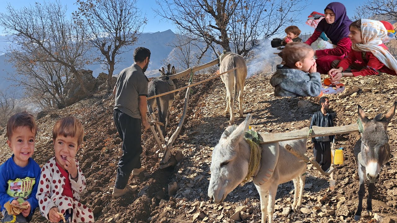 The Search for Halal Bread: Narges and Hojjat's Efforts to Plow the Land 🏔️🌾💪
