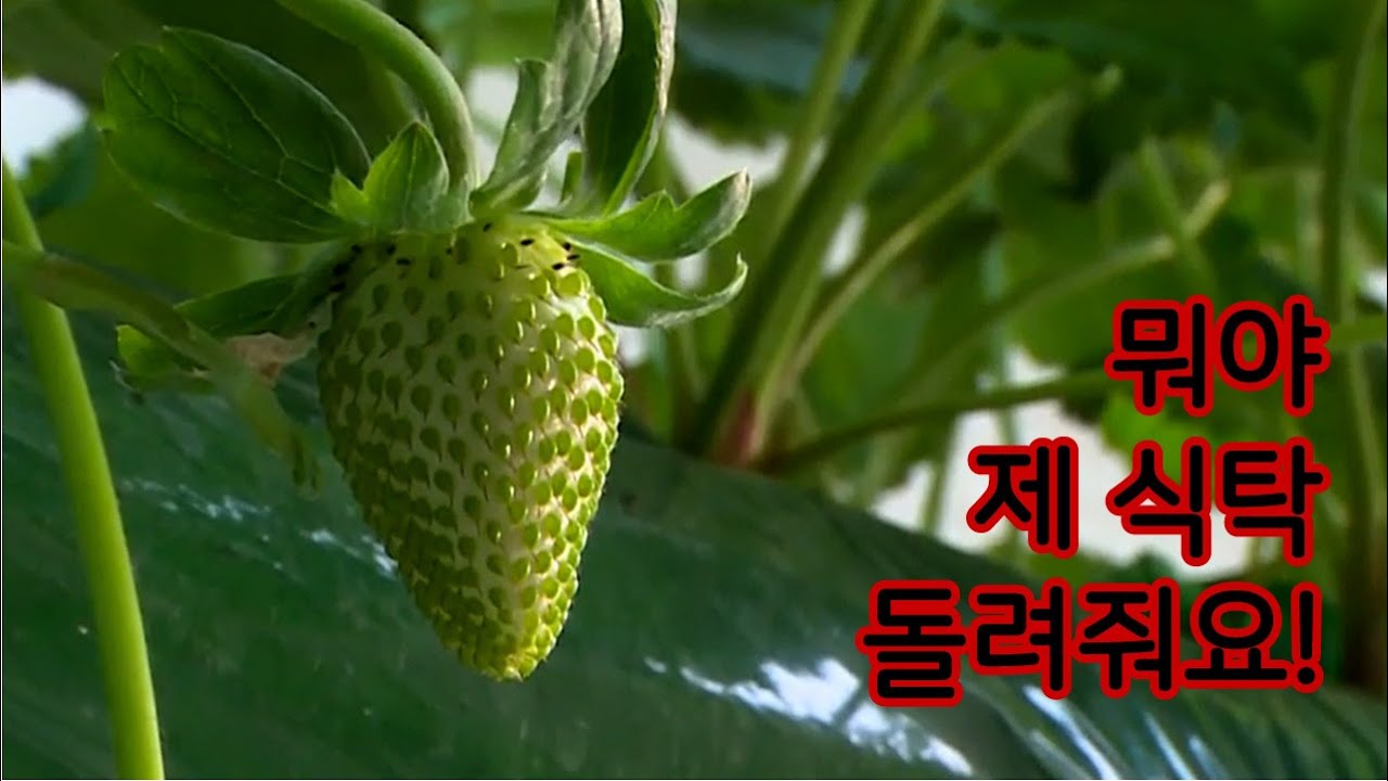기후변화, 우리의 식탁을 바꾼다 [다큐S프라임] / YTN 사이언스