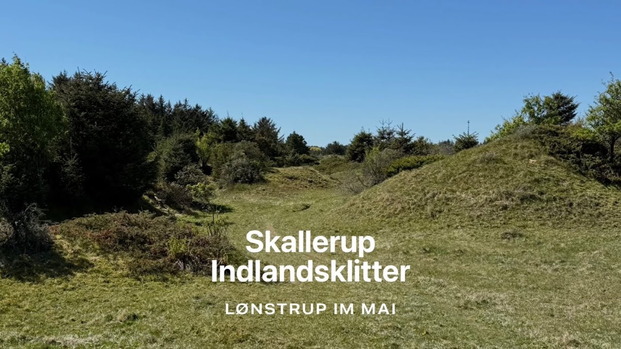 🇩🇰 Skallerup Indlandsklitter bei Lønstrup