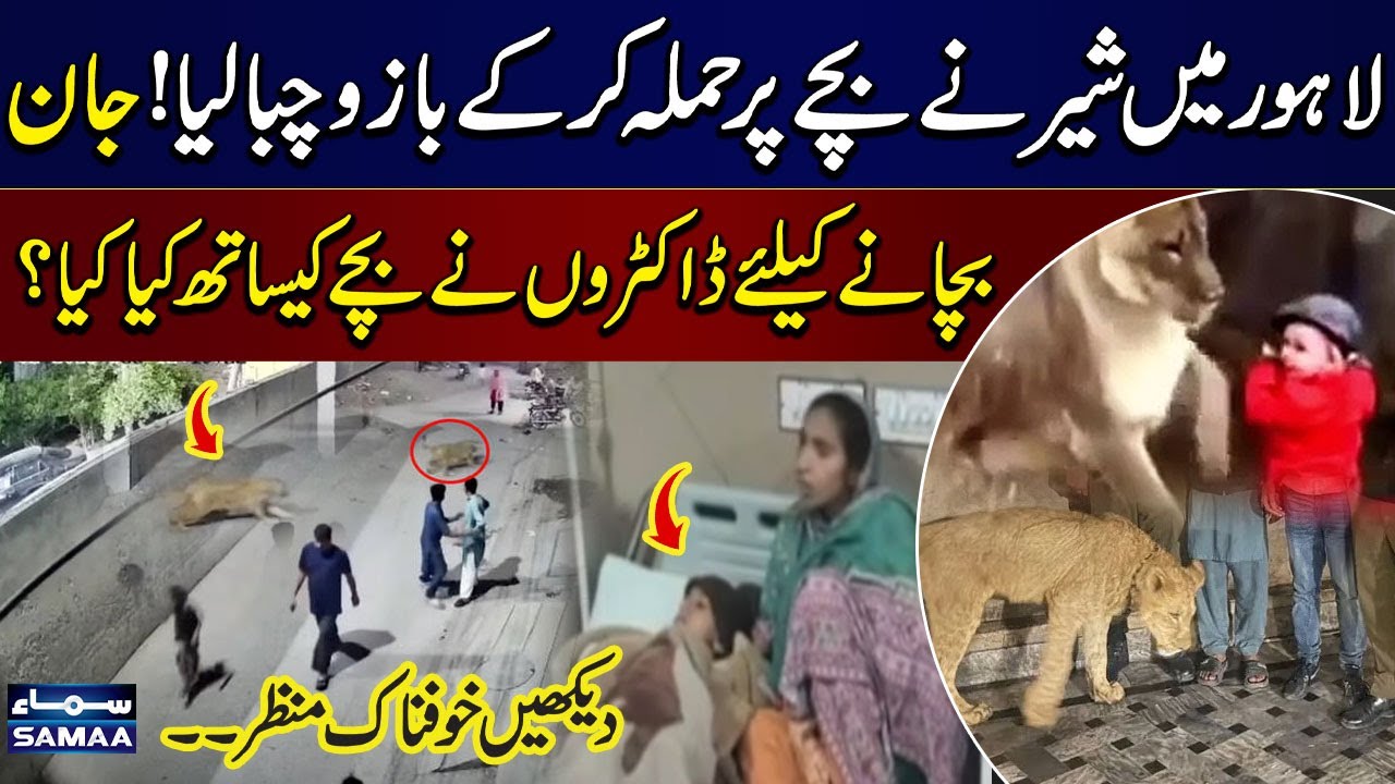 Lion Attack in Lahore | 8-Year-Old Boy Loses Arm | Shocking Viral Video | SAMAA TV