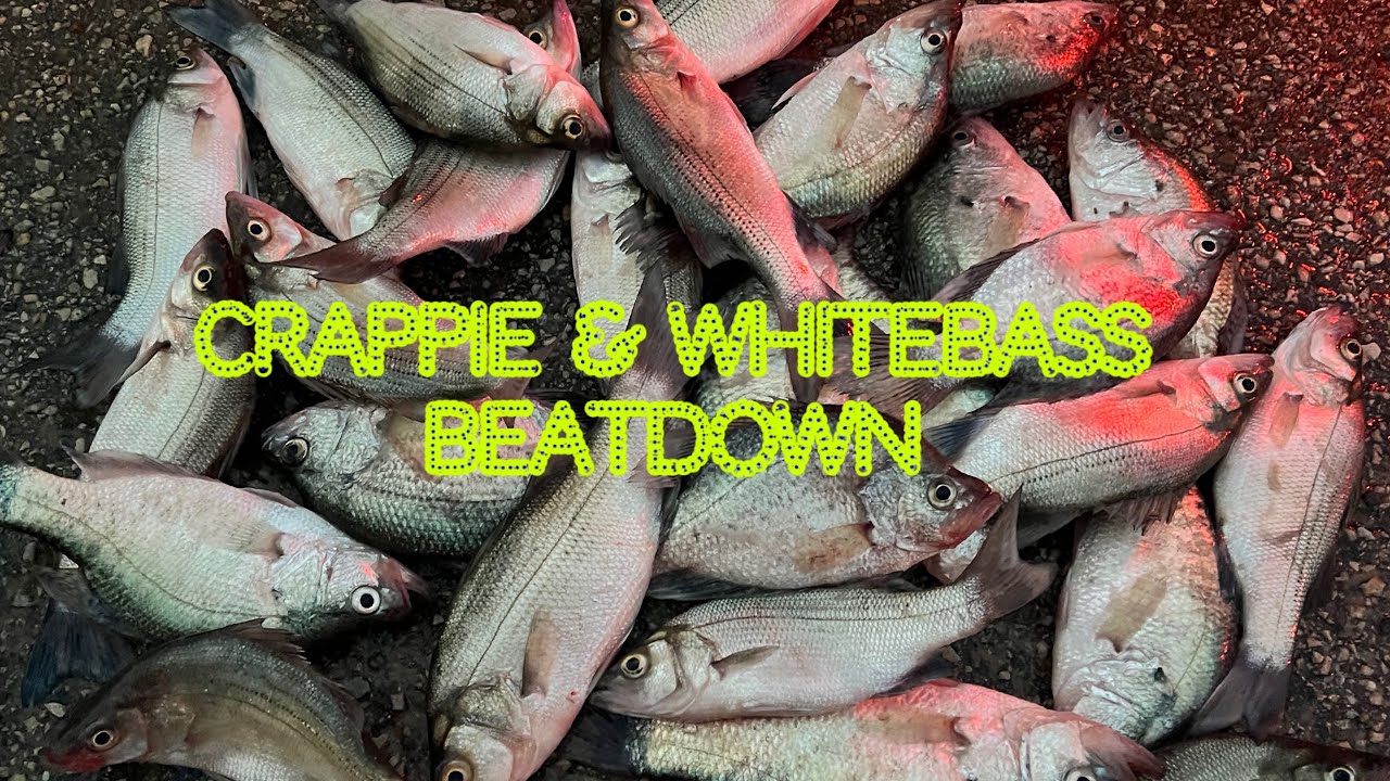 Crappie & White Bass Are STACKED in the Creeks | Kayak Fishing Luce Bayou on Lake Houston