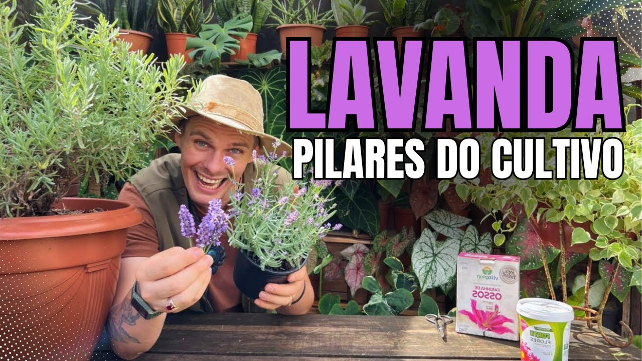 COMO CULTIVAR LAVANDA EM VASOS