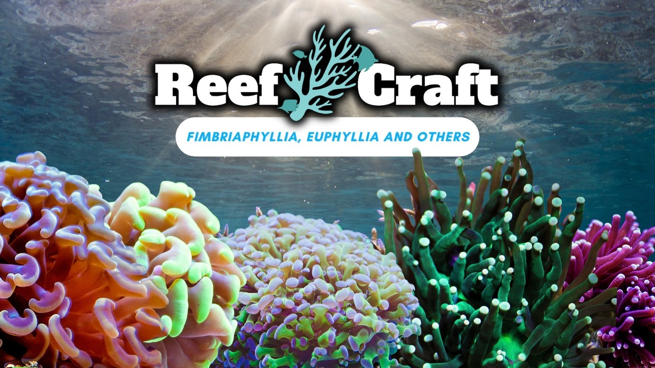 Hammer, Torch & Bubble Corals – A Rare Look in the Wild!