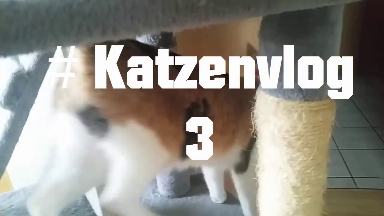 Katzenvlog #3 Vlog 9