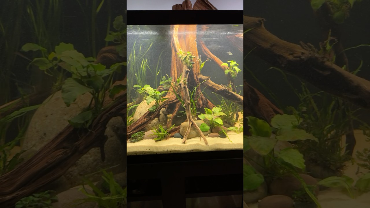 My 180 gallon Altum angel fish aquarium 