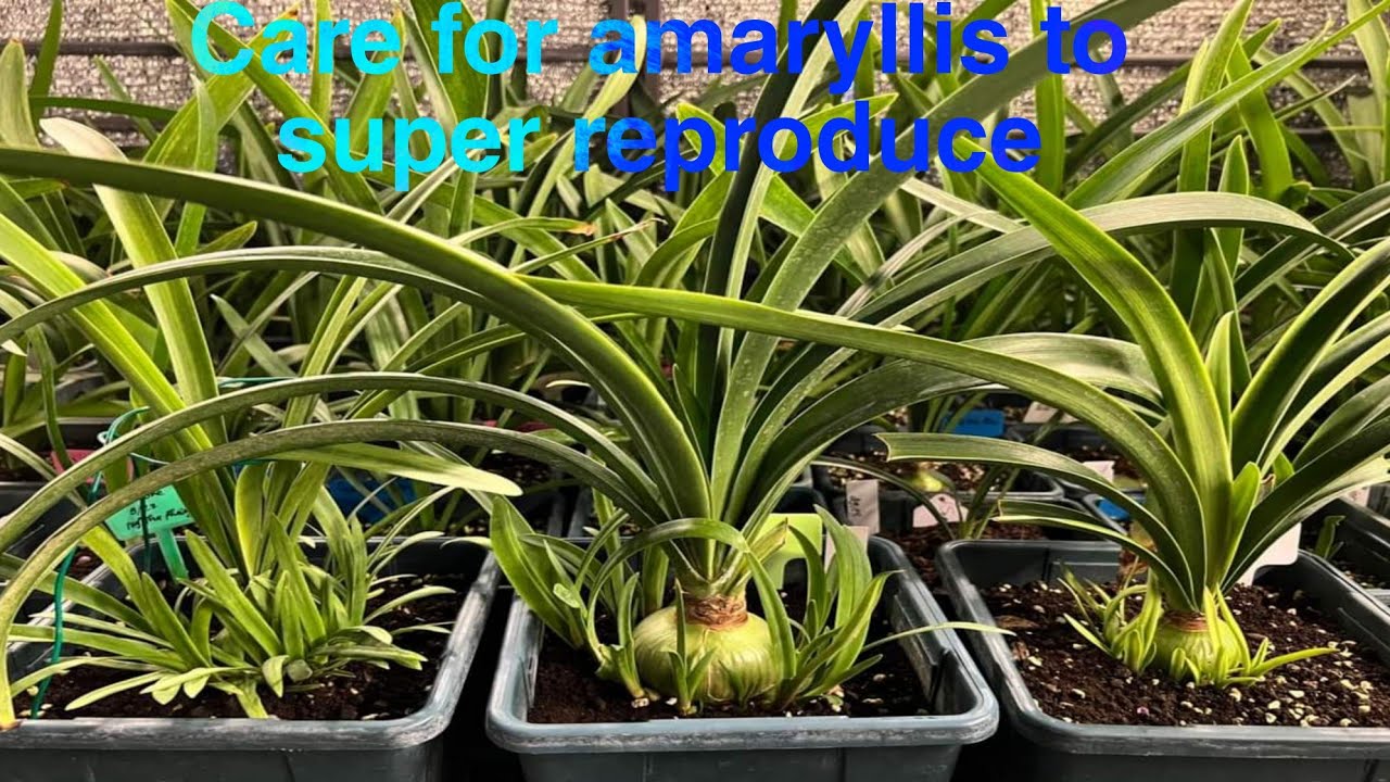 Amaryllis | Hippeastrum recovery and how to grow Amaryllis so they reproduce abundantly