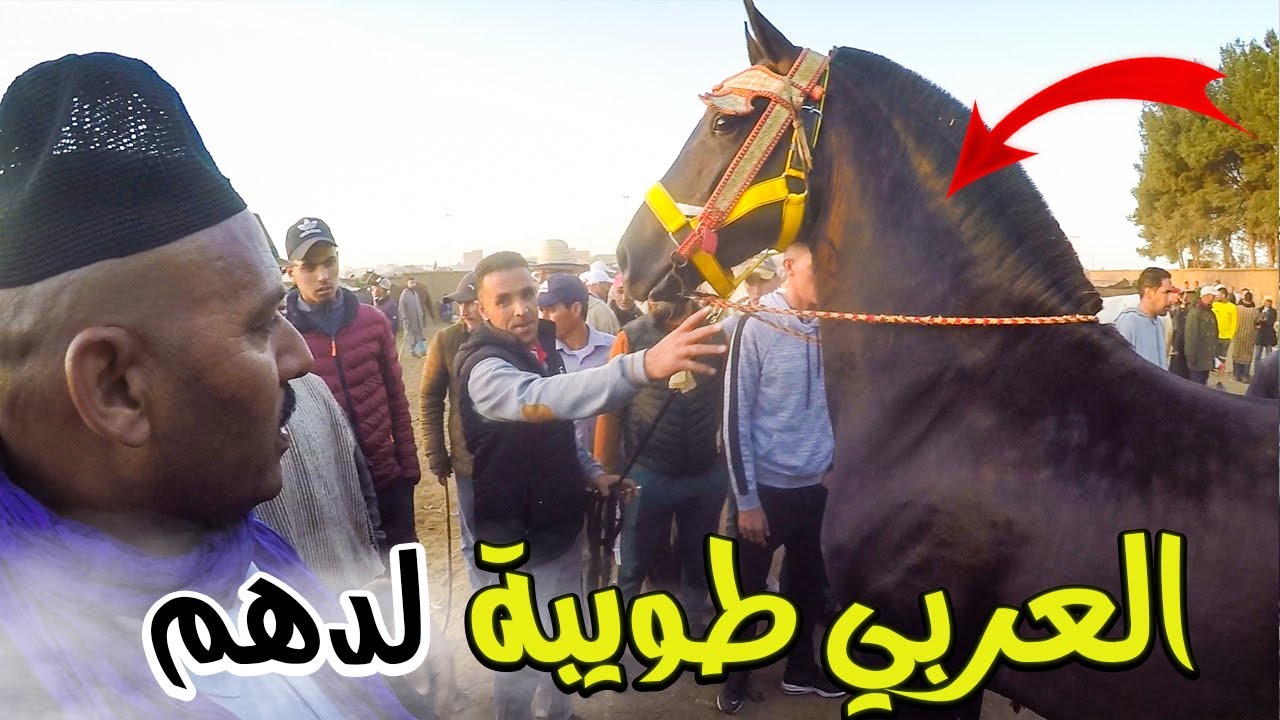 العربي طويبة هبلوه جوج جدوعا من سلا _ كساب مساخيش باع عودو للعربي فرمشة عين بسوق الخميسات 2022