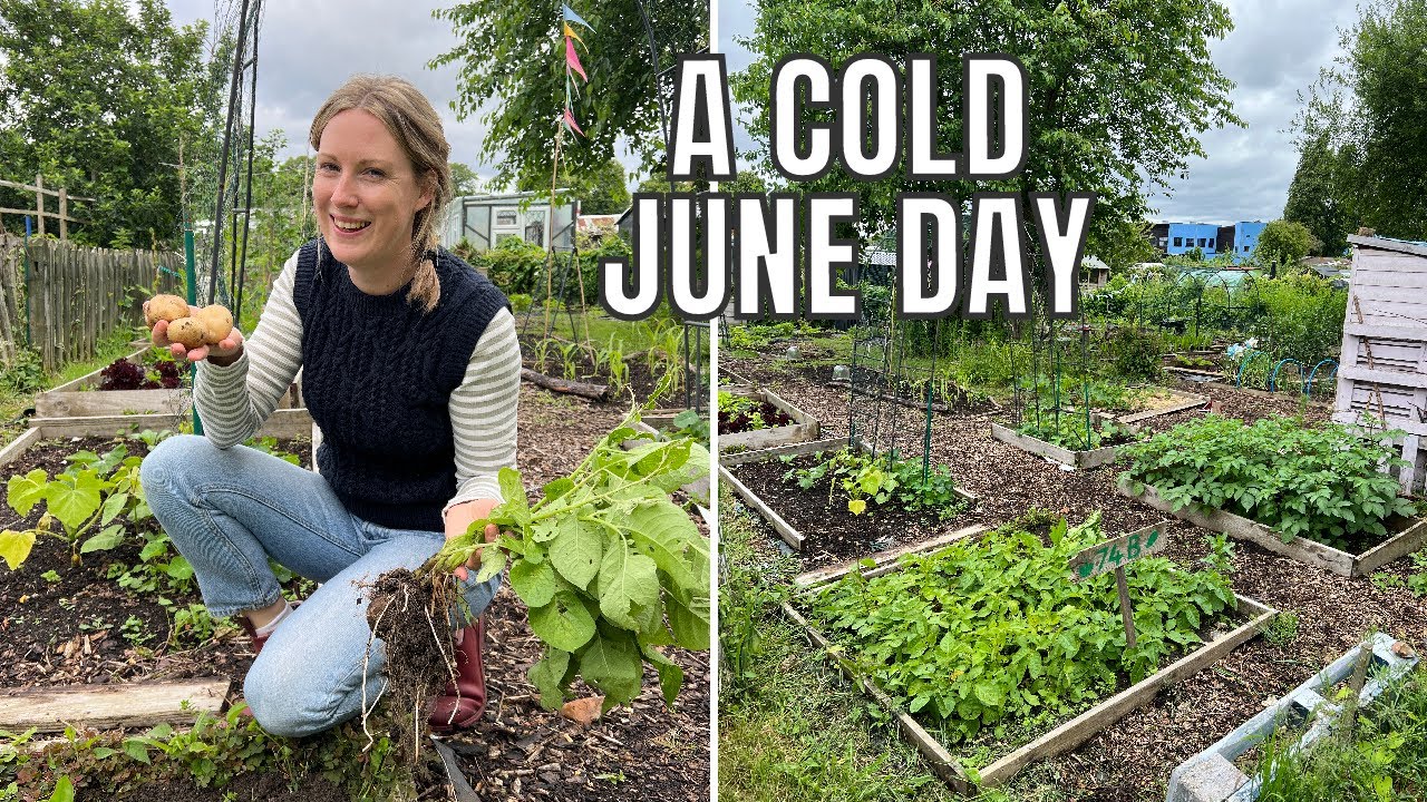 A COLD JUNE ALLOTMENT DAY / ALLOTMENT GARDENING FOR BEGINNERS