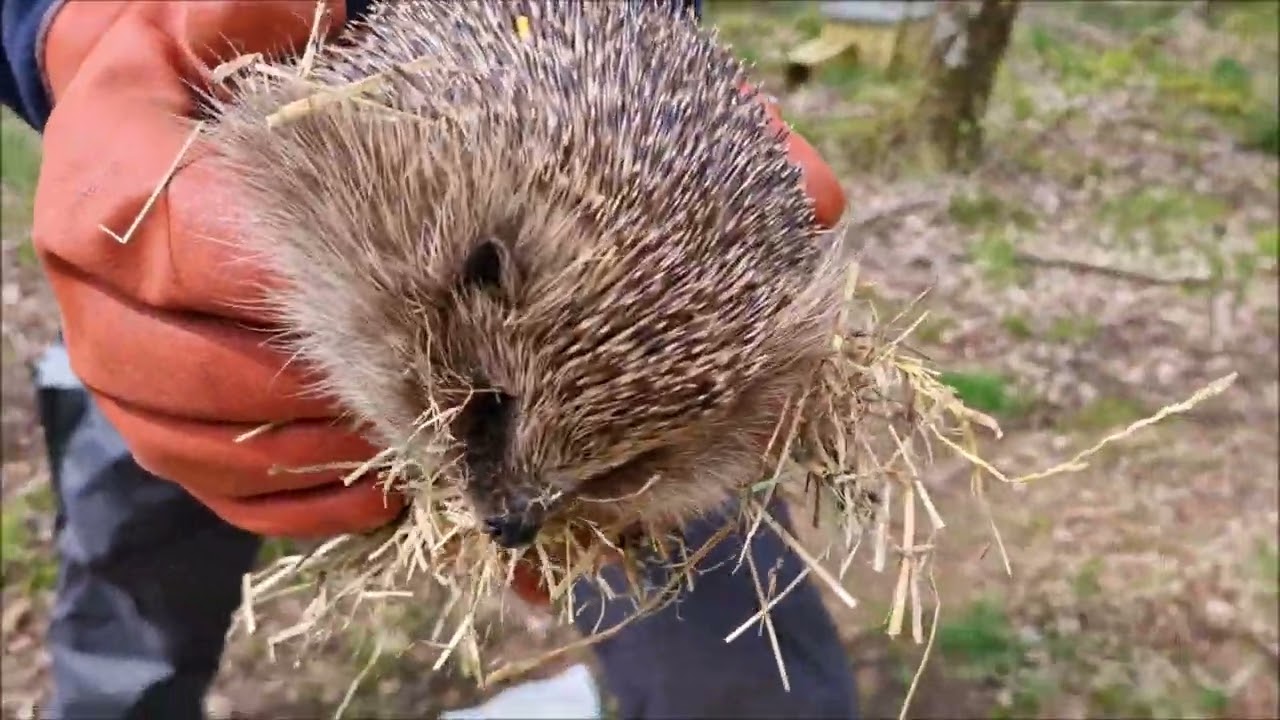 New hedgehogs arrive...