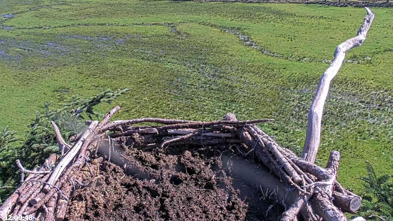 Bywyd Gwyllt Glaslyn Wildlife - Ffrwd Byw / Live Stream 2