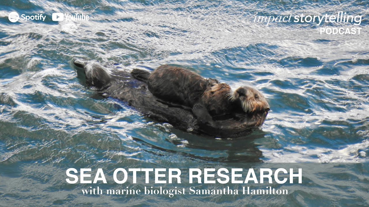 Japanese Sea Otter Foraging Behavior & Prey Preferences