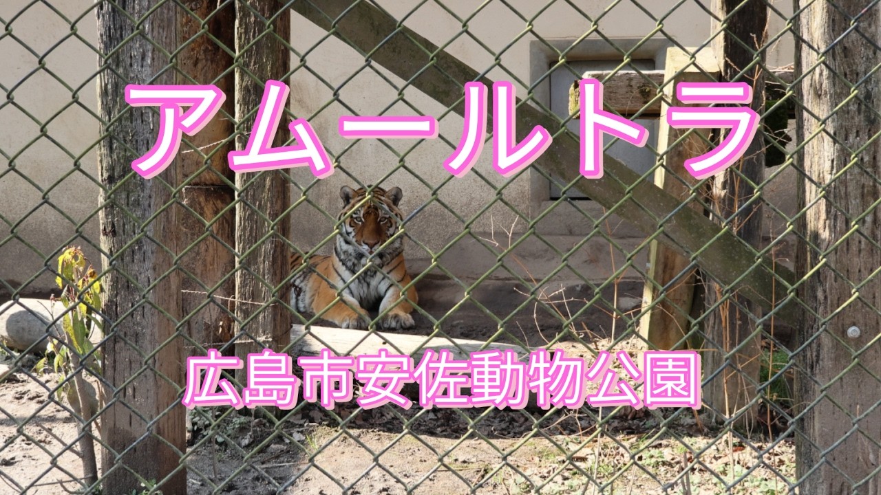アムールトラ/広島市安佐動物公園/Amur Tiger/Asa Zoo, Hiroshima