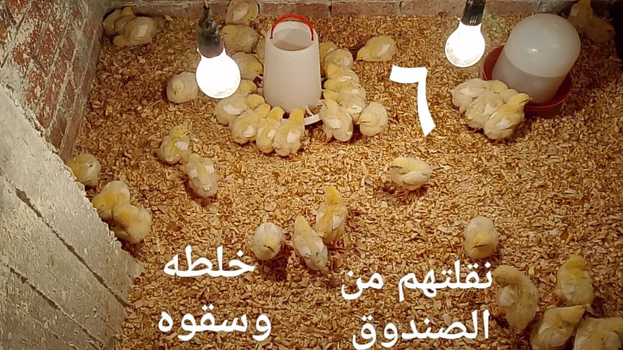 نقلت الكتاكيت في مكان تاني # عمر الكتاكيت ٦ ايام # معلقه واحده علي المياه وخلطه علي العلف 