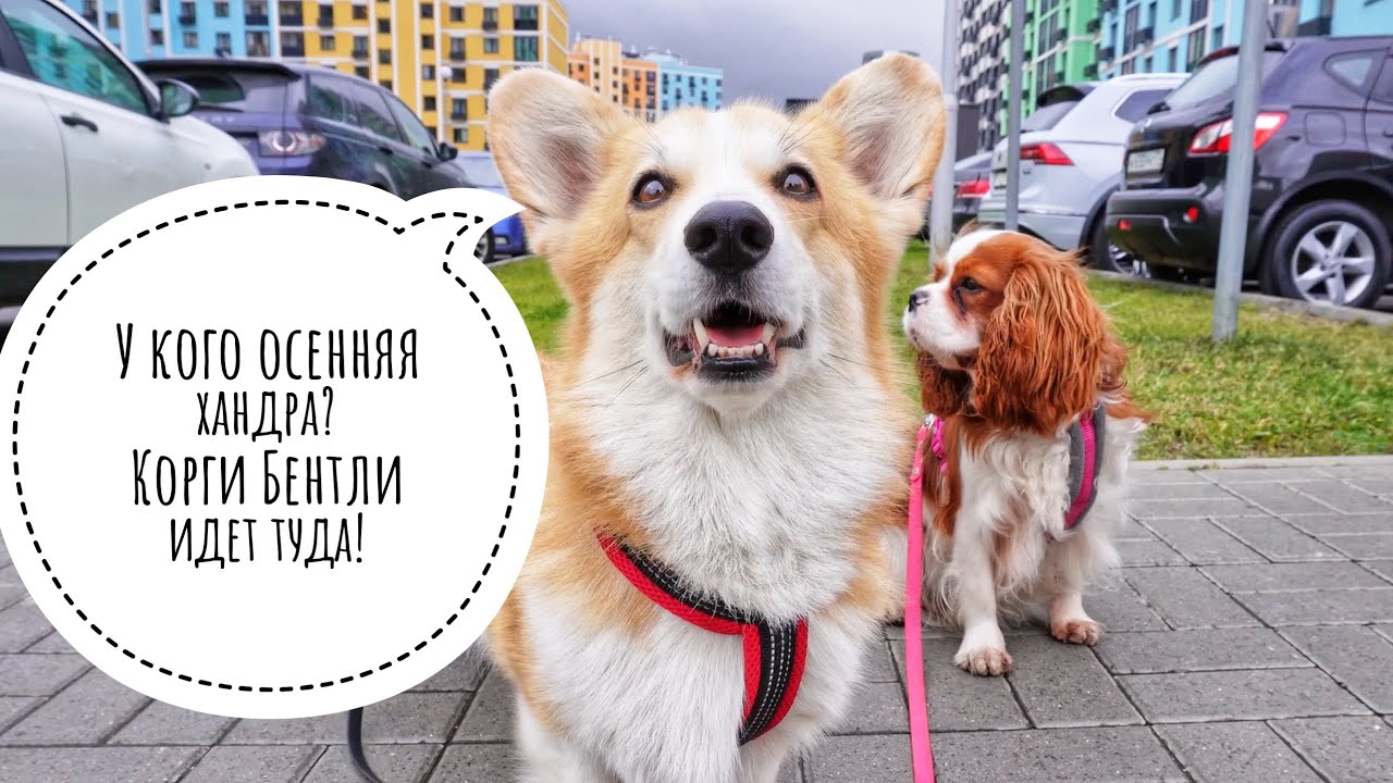 Корги Бентли - крутой собака-нянь?