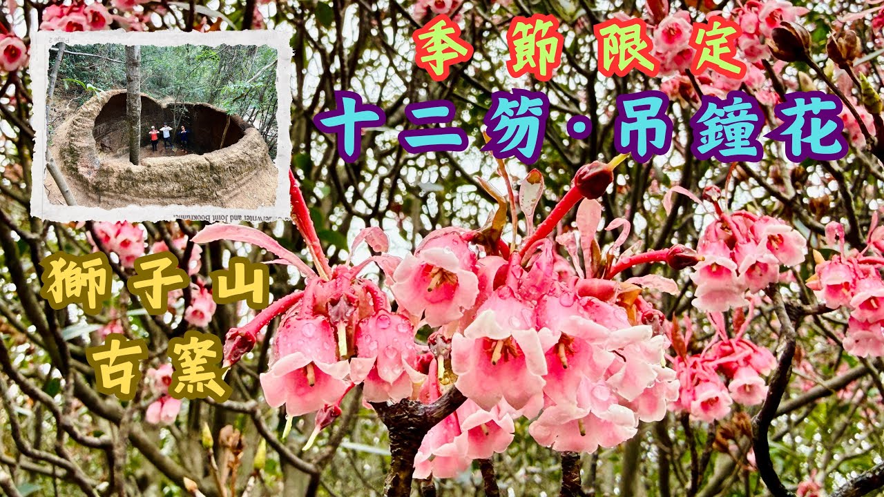 季節限定《十二笏·吊鐘花》｜獅子山古窯 [Hiking Vlog] #146