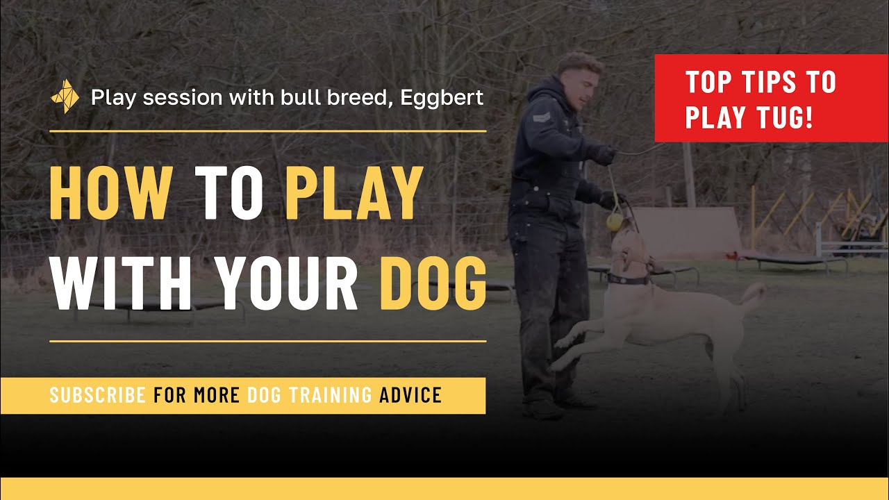 How to play with your dog!