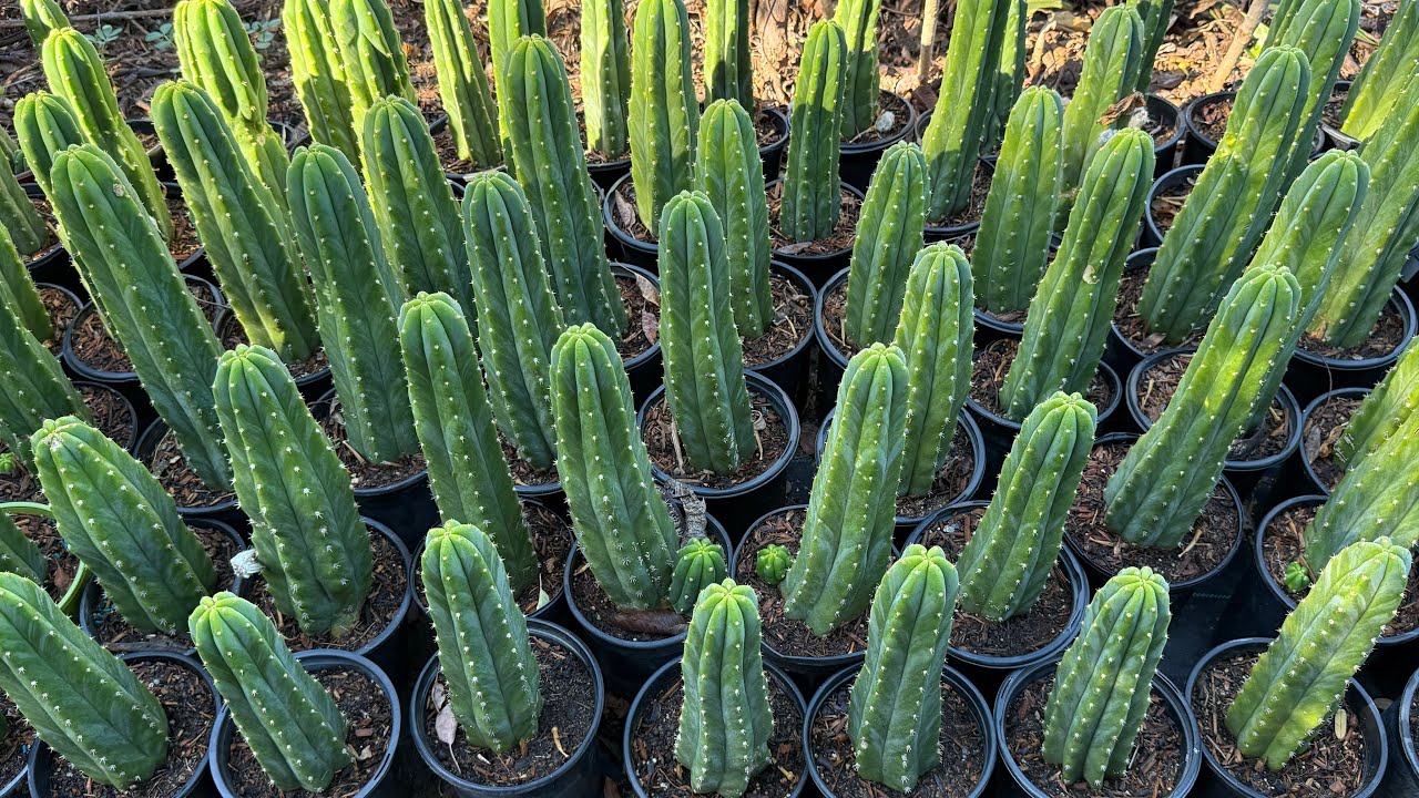 Что такое П.К. Кактус, ОТВЕТ!!!