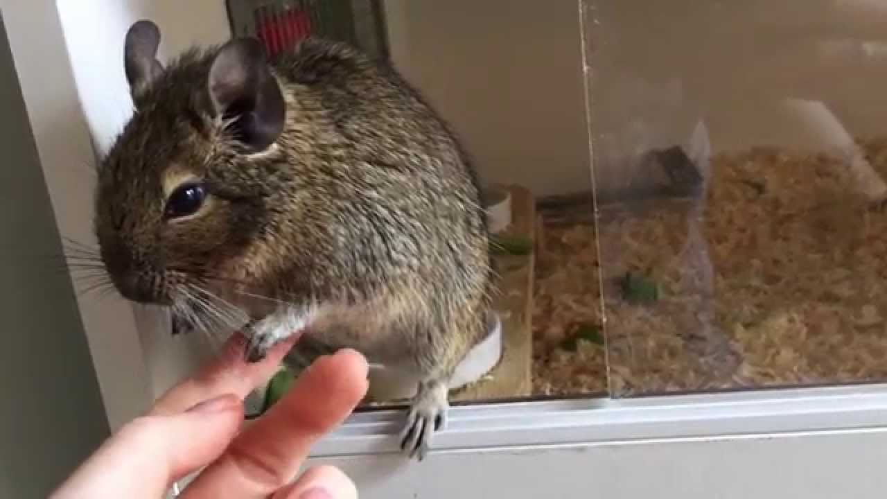My Pet Degu Peach
