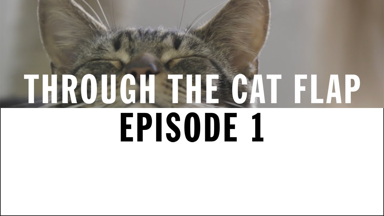 Welcome to the Cattery | Through The Cat Flap | S1 | Episode 1