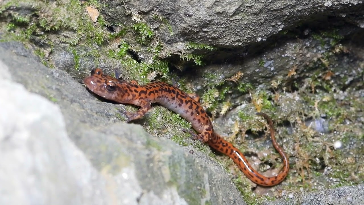 Snake Road - Southern Illinois - October 2021