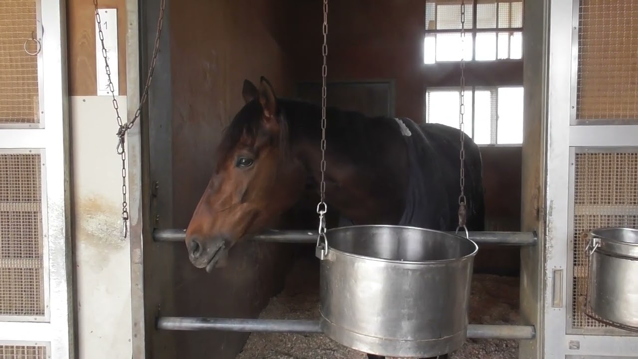 ドゥラシェーナ260205